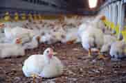 11 Tips On Aggressive Dog Training Against Strangers And Intruders, Top Recommendations For Growing Broilers During The Summer