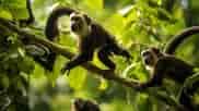 9 Flour Dreams Interpretation You Need To Know, 13 Powerful Monkey Dreams Interpretation You Need To Know